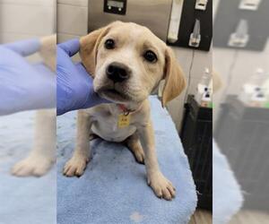 Labbe Dogs for adoption in Mobile, AL, USA