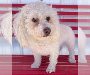 Poodle (Toy)-Unknown Mix Dogs for adoption in Spanish Fork, UT, USA