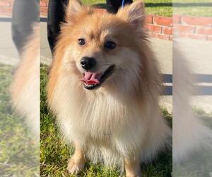 Pomeranian Dogs for adoption in Irvine, CA, USA