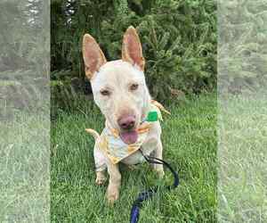 Chi-Corgi Dogs for adoption in Mukwonago, WI, USA