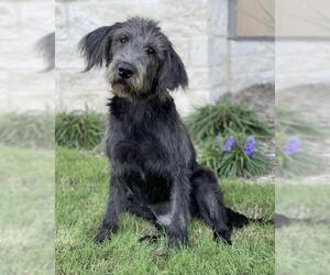 Labradoodle Dogs for adoption in Austin, TX, USA