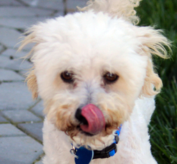 Poodle (Miniature) Dogs for adoption in Antioch, CA, USA