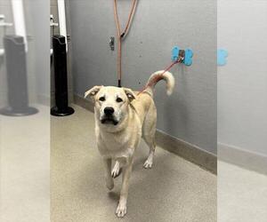 Shepradors Dogs for adoption in Las Vegas, NV, USA