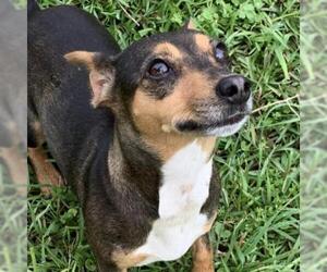 Miniature Pinscher Dogs for adoption in Riverwoods, IL, USA