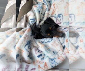 Dachshund Dogs for adoption in Sioux Falls, SD, USA