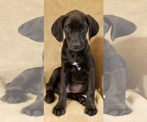 Boxador Dogs for adoption in Newark, DE, USA