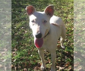 Bull Terrier-Unknown Mix Dogs for adoption in Humble, TX, USA