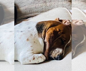 Basset Hound-Unknown Mix Dogs for adoption in Valrico, FL, USA