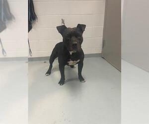 American Pit Bull Terrier Dogs for adoption in St. Cloud, FL, USA