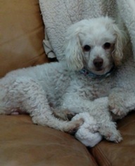 Poodle (Toy) Dogs for adoption in Campbell, CA, USA