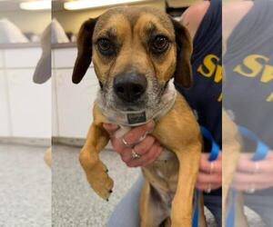 Puggle Dogs for adoption in Front Royal, VA, USA