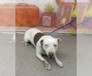 Mutt Dogs for adoption in San Bernardino, CA, USA