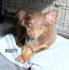 Medium Photo #1 Australian Shepherd-Dachshund Mix Puppy For Sale in Lindsay, CA, USA