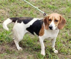 Beagle Dogs for adoption in Seaford, DE, USA