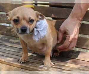 Chug Dogs for adoption in Bandera, TX, USA