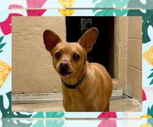 Chihuahua Dogs for adoption in Ojai, CA, USA