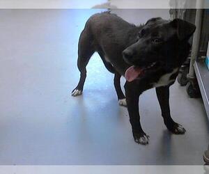 Labrador Retriever-Unknown Mix Dogs for adoption in Fayetteville, NC, USA