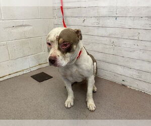 American Pit Bull Terrier Dogs for adoption in San Bernardino, CA, USA