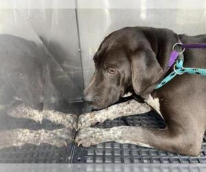 Lab-Pointer Dogs for adoption in Tallahassee, FL, USA
