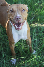American Pit Bull Terrier Dogs for adoption in Jackson, MS, USA