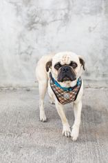Pug Dogs for adoption in West Hollywood, CA, USA