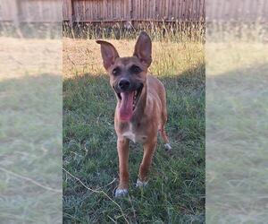 German Shepherd Dog-Unknown Mix Dogs for adoption in San Antonio, TX, USA