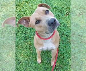 American Staffordshire Terrier Dogs for adoption in Fort Lauderdale, FL, USA