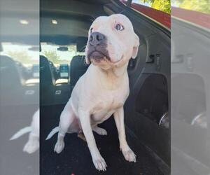 Bullypit Dogs for adoption in Tracy, CA, USA