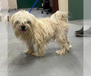 Maltese Dogs for adoption in Hamilton, GA, USA