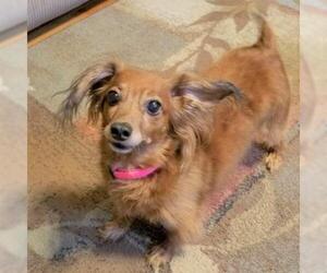 Dachshund Dogs for adoption in Overland Park, KS, USA