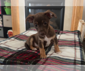 Rat Terrier-Unknown Mix Dogs for adoption in Brooklyn Center, MN, USA