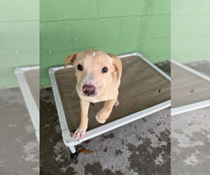 Mutt Dogs for adoption in Elmsford, NY, USA