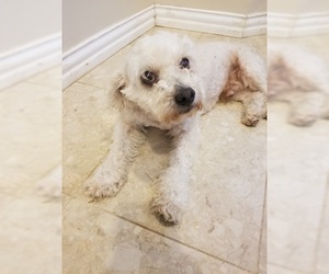 Maltipoo Dogs for adoption in Houston, TX, USA