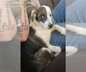 Australian Shepherd-Unknown Mix Dogs for adoption in New London, WI, USA