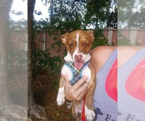 Chihuahua Dogs for adoption in Pompano Beach , FL, USA