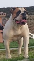American Bulldog Dogs for adoption in Menifee, CA, USA