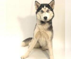 Siberian Husky Dogs for adoption in Show Low, AZ, USA