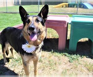 German Shepherd Dog-Unknown Mix Dogs for adoption in Modesto, CA, USA