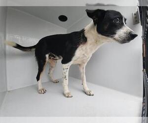 Labrador Retriever-Unknown Mix Dogs for adoption in Houston, TX, USA