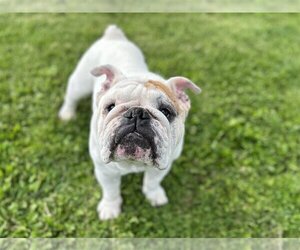 Bulldog Dogs for adoption in New Albany, OH, USA