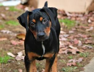 Medium Photo #1 Rottweiler-Unknown Mix Puppy For Sale in Medford, NJ, USA