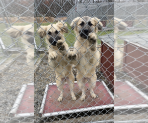 Golden Shepherd Dogs for adoption in Unionville, PA, USA