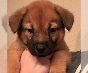 Chow Chow Dogs for adoption in San Antonio, TX, USA