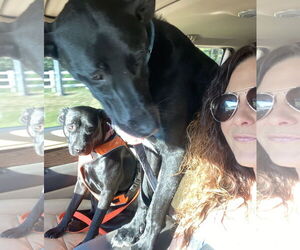 Labrador Retriever-Unknown Mix Dogs for adoption in The Woodlands, TX, USA