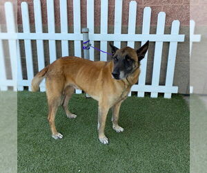 Mutt Dogs for adoption in Modesto, CA, USA
