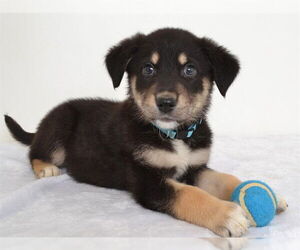 German Shepherd Dog-Unknown Mix Dogs for adoption in Oroville, CA, USA