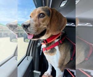 Beagle Dogs for adoption in Coldwater, MI, USA
