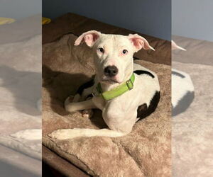 American Pit Bull Terrier-Unknown Mix Dogs for adoption in Aurora, IN, USA