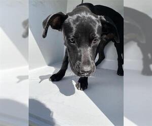 American Pit Bull Terrier-Labrador Retriever Mix Dogs for adoption in Houston, TX, USA