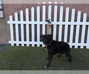 Chihuahua-Labrador Retriever Mix Dogs for adoption in Modesto, CA, USA